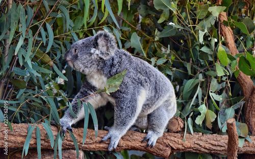 Fototapeta Naklejka Na Ścianę i Meble -  Koala walking on a tree branch