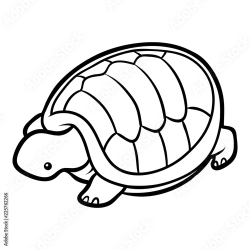 Coloring book, Tortoise