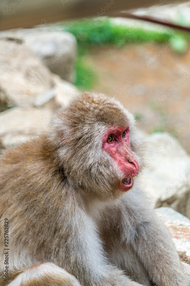 Wild japanese Macaque (Macaca Fuscata) or Snow monkey. Jigokudani, Nagano Prefecture, Japan