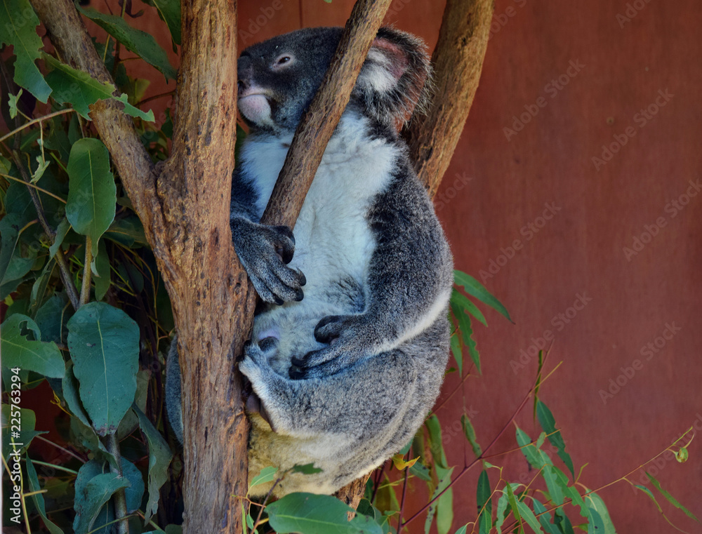 Fototapeta premium Koala patrząc na eukaliptusa gałąź drzewa