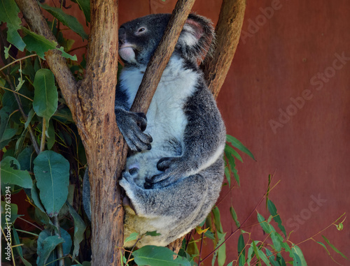 Fototapeta Naklejka Na Ścianę i Meble -  Koala looking on a tree branch eucalyptus