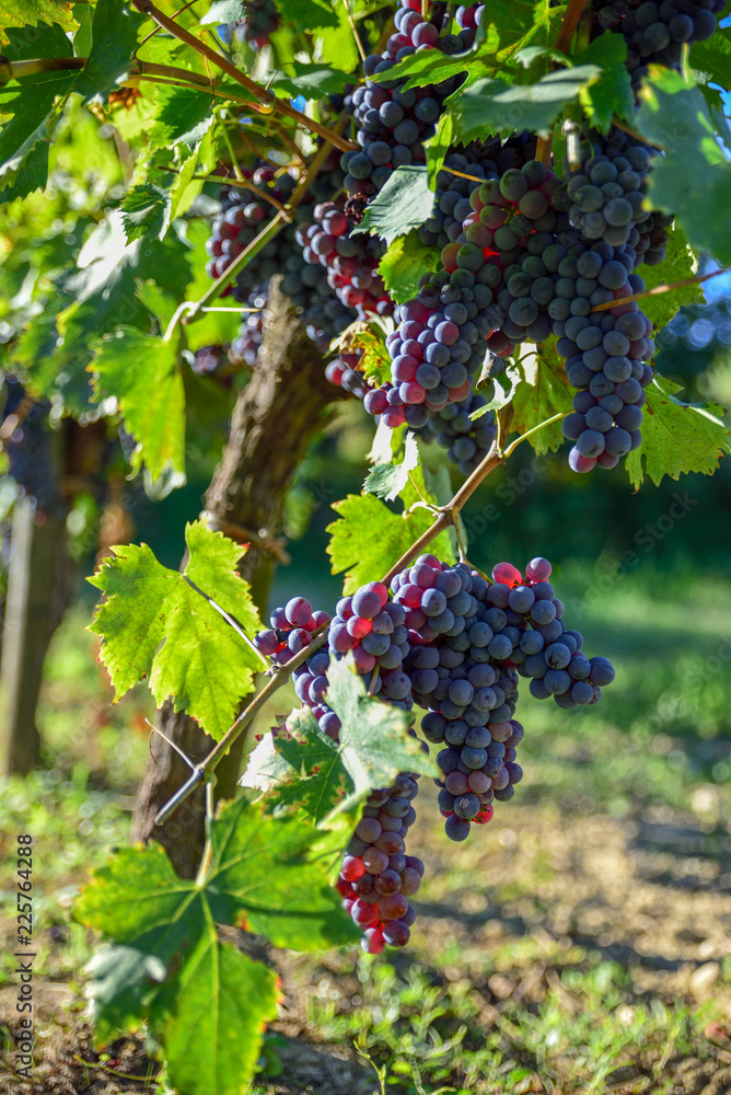 Vineyards with clusters of red grapes for the production of wine..Harvest in Italy