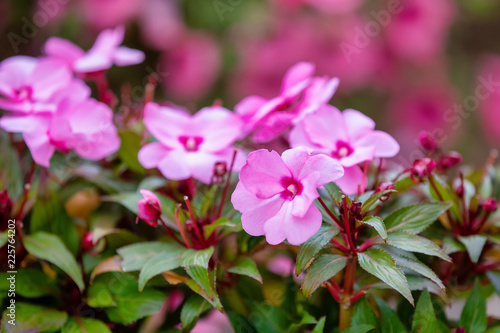 Photos Pink New Guinea Impatiens