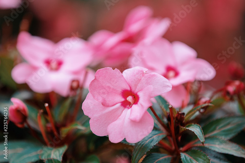 Fotografie Pink New Guinea Impatiens
