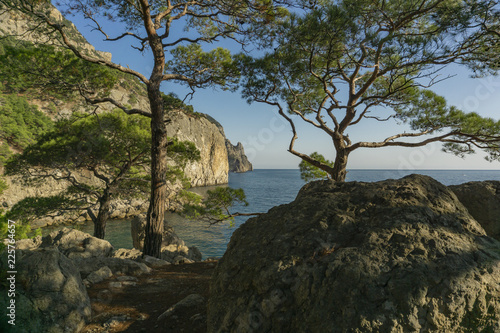 Pine on the background of sea and rock