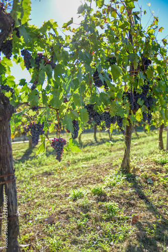 Vineyards with clusters of red grapes for the production of wine..Harvest in Italy