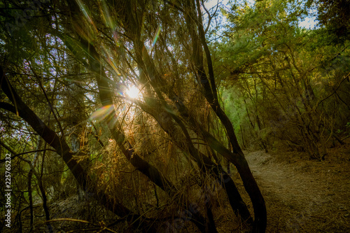Pfad durch den Wald © focus finder