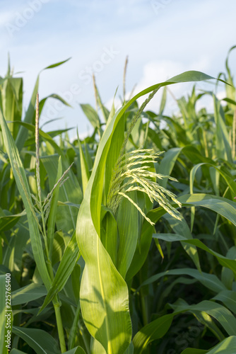 Blooming maize  Zea mays .
