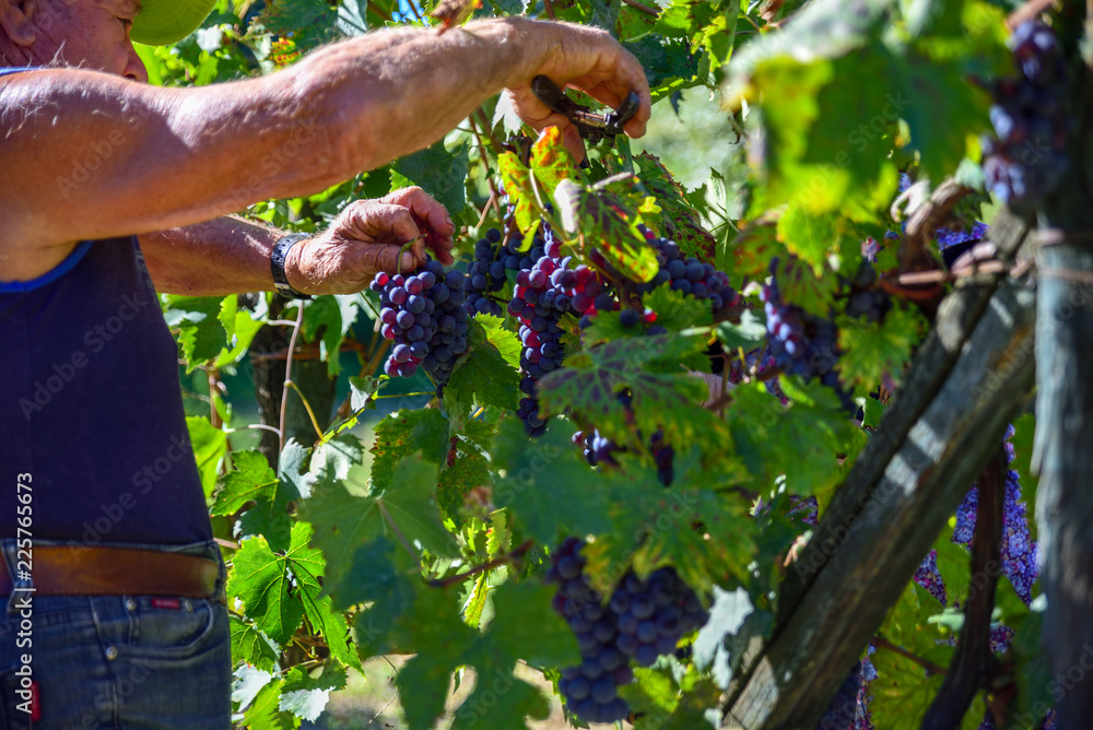 Harvest, farmer at work in Italian vineyards collect grapes for the production of wine
