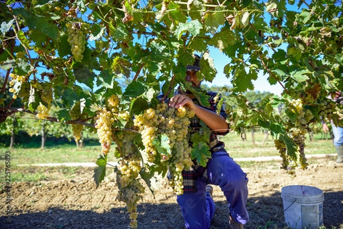 young farmer man during harvest in Italy on a sunny autumn day. White grape vineyards for the production of wine.