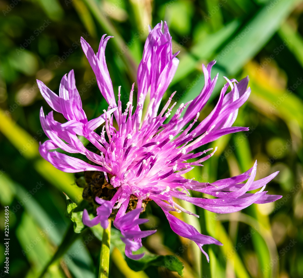 Purple flower close up in the forest Purple flower close up in the forest