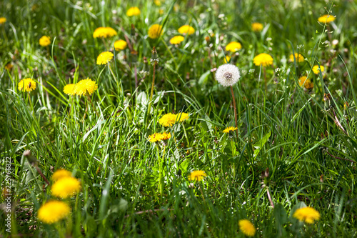 Fototapeta Naklejka Na Ścianę i Meble -  Dandelions in the green meadow