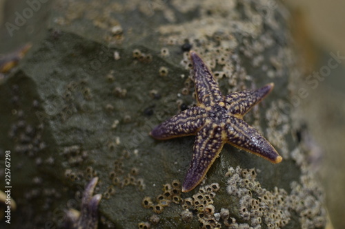 Purple starfish on stone