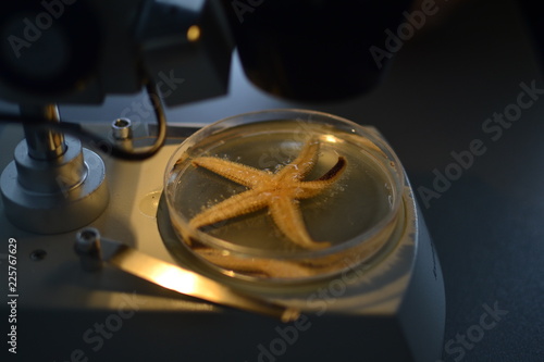 starfish under the microscope