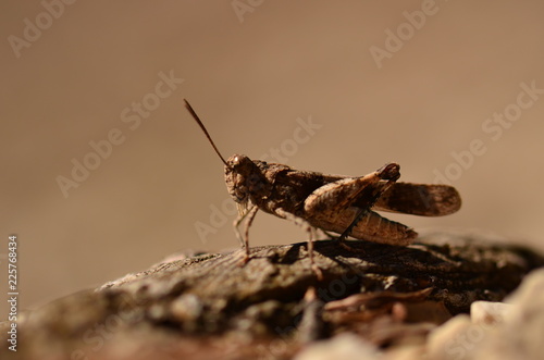 Wallpaper Mural Grashüpfer Torontodigital.ca