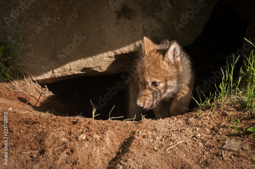 Grey Wolf (Canis lupus) Pup Climbs Out of Den