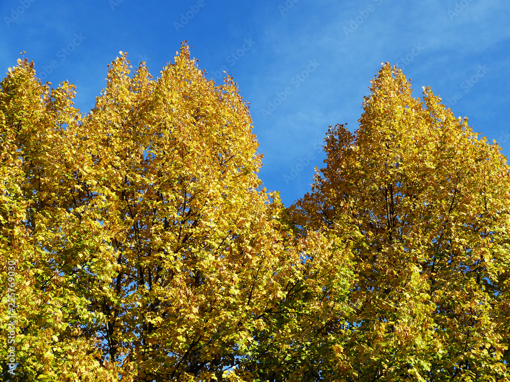 Alberi in autunno Alberi in autunno