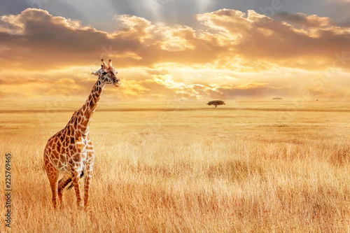 Fototapeta samoprzylepna Lonely giraffe in the African savannah. Wild nature of Africa. Artistic African image.
