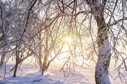 Winter background. Frosty trees branches in golden sunlight at sunset. Hoarfrost on tree and plants. Winter scene. Christmas background. New Year time