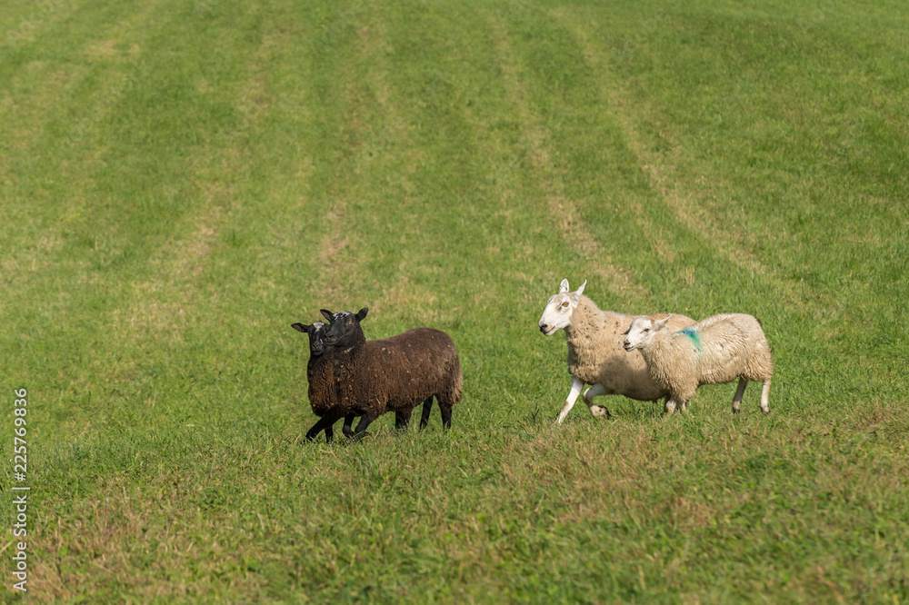 Two Black and Two White Sheep (Ovis aries) Run Left Two Black and Two White Sheep (Ovis aries) Run Left