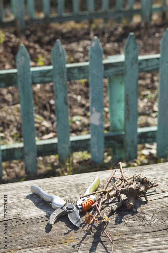 Naklejka premium Pruning shears and cut branches