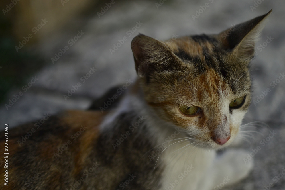 cat with yellow eyes cat with yellow eyes