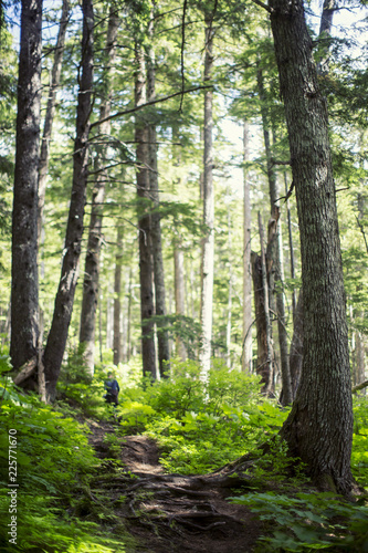 Hiking Through Alaskan Forest © Zipporah