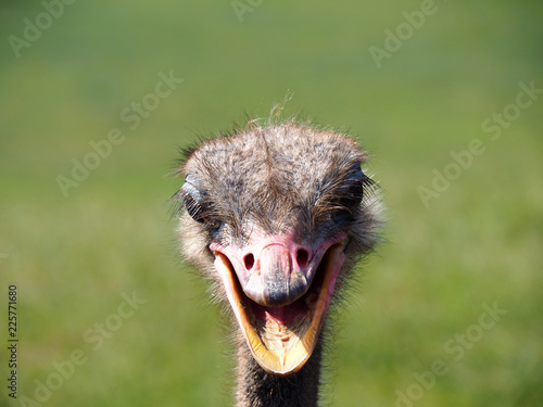 Portrait of a cute ostrich © miff32