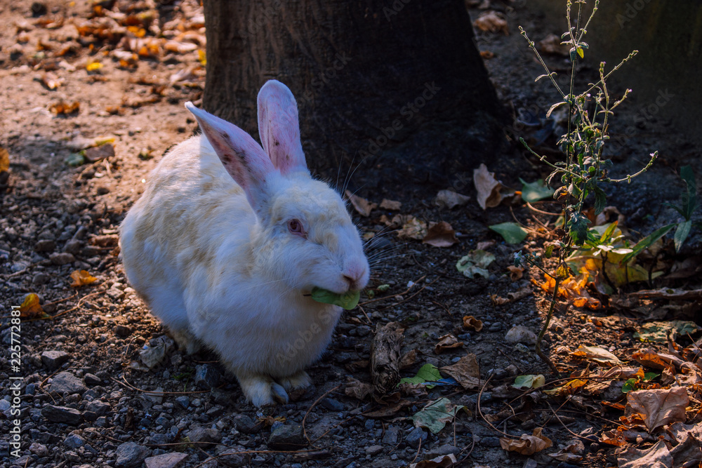 Rabbit. Beige rabbit in the Park of Benalmadena, Andalusia, Spain. Rabbit. Beige rabbit in the Park of Benalmadena, Andalusia, Spain.