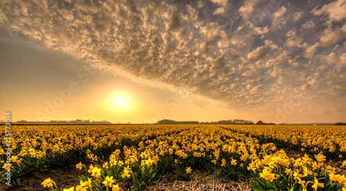 Fields of golden daffodils. photo