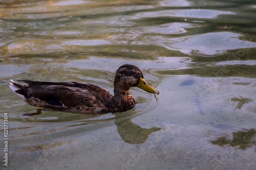 Duck. Duck in the pond in the Park of Benalmadena, Andalusia, Spain.