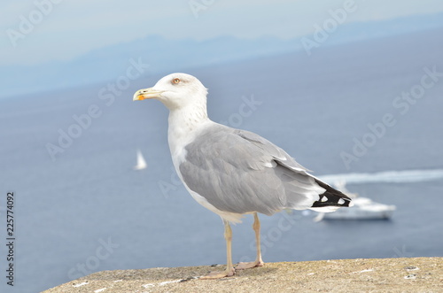 Seagull