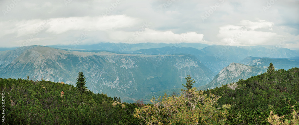 Evergreen forest and mountain peaks of summer mountain range