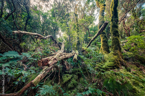trees inside thick forest, rainforest photo
