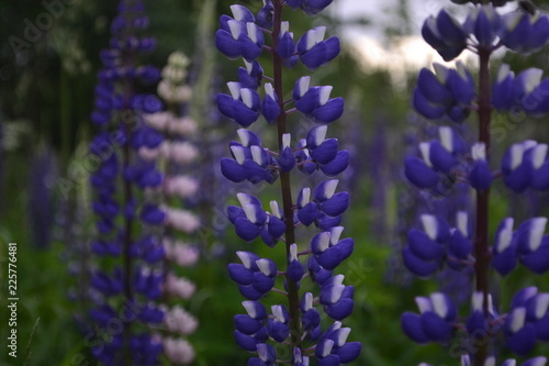 blue flowers in the garden