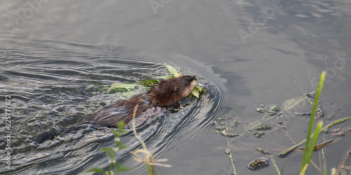 Muskrat (Ondatra zibethicus) swimming with green leaves for food