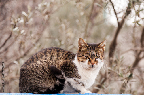 Photography Domestic Cat in garden of village house