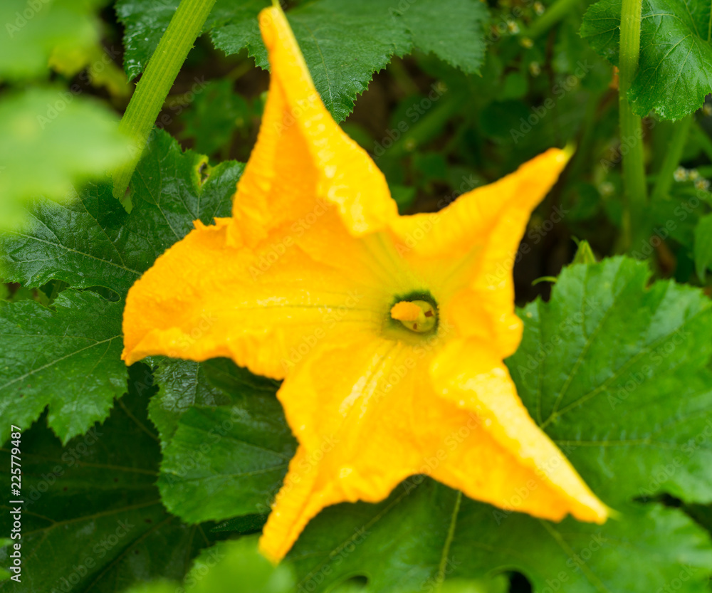 Zucchini yellow flower and green leaves