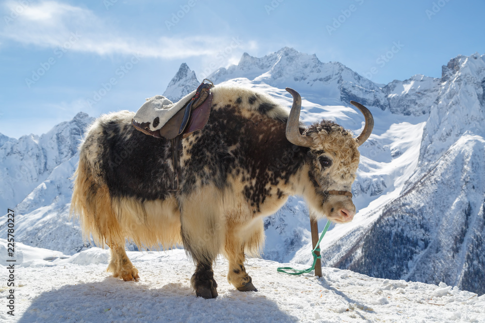 Ταπετσαρία White-black yak stands tethered against a background of snow-white Caucasus moun