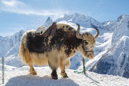 White-black yak stands tethered against a background of snow-white Caucasus mountains photo