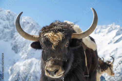 Muzzle of shaggy horned yak on the background of beautiful snow-white mountains of the Caucasus, close-up photo