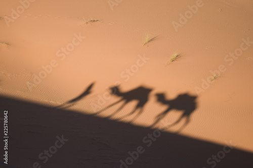 sombras de camellos en el desierto del Sahara