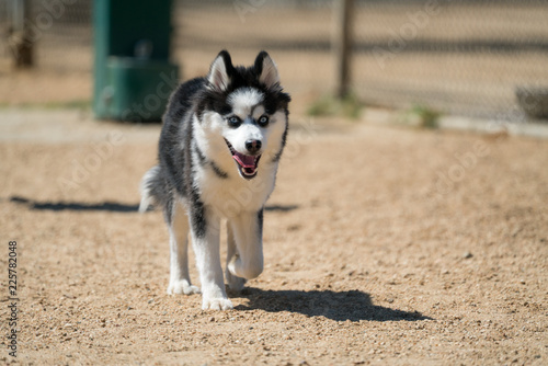 Pomsky Running with Tongue Out
