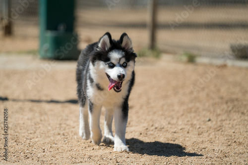 Pomsky Running with Tongue Out