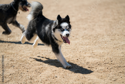 Pomsky Running with Tongue Out