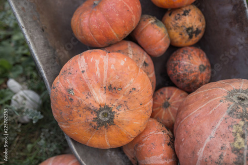 Tachanka with pumpkins, autumn harvest of pumpkins photo