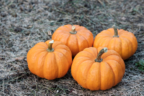 Miniature pumpkins in the field for hallowen and fall background