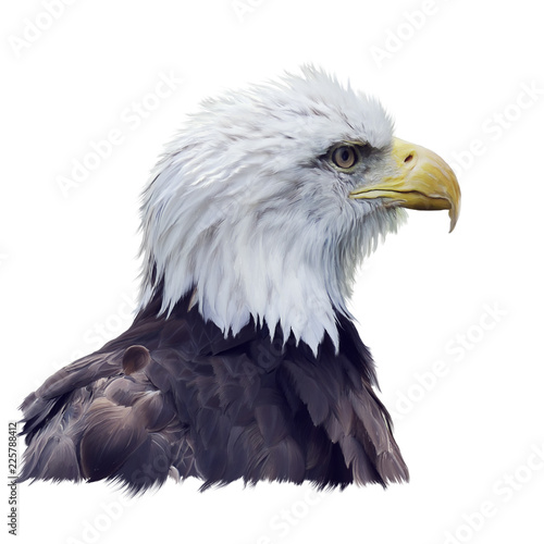 Portrait of Bald eagle watercolor