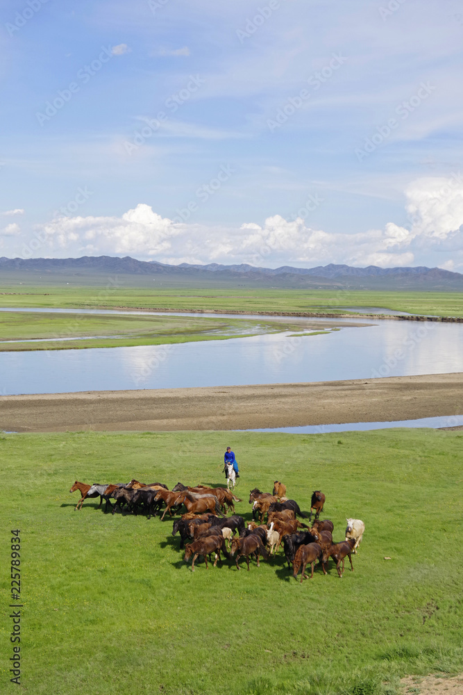 Obraz premium 放牧馬を追い込む遊牧民
