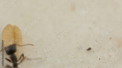 Ants very closely picking up food in summer.